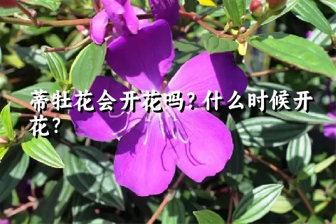 蒂牡花会开花吗？什么时候开花？