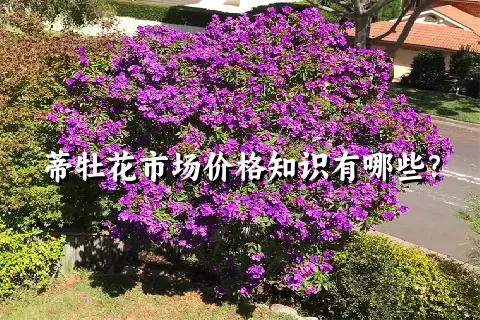 蒂牡花市场价格知识有哪些？