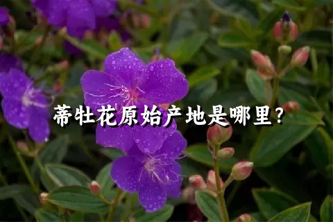 蒂牡花原始产地是哪里？