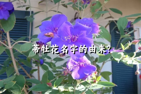 蒂牡花名字的由来？