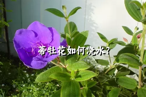 蒂牡花如何浇水？