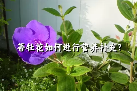 蒂牡花如何进行营养补充？