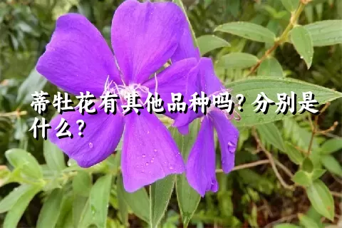 蒂牡花有其他品种吗？分别是什么？