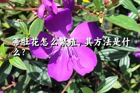 蒂牡花怎么繁殖，其方法是什么？