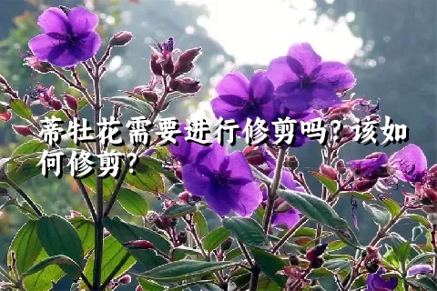 蒂牡花需要进行修剪吗？该如何修剪？