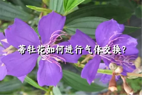 蒂牡花如何进行气体交换？