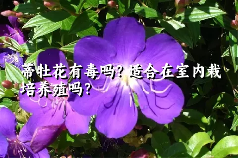 蒂牡花有毒吗？适合在室内栽培养殖吗？