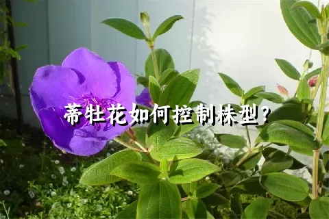 蒂牡花如何控制株型？