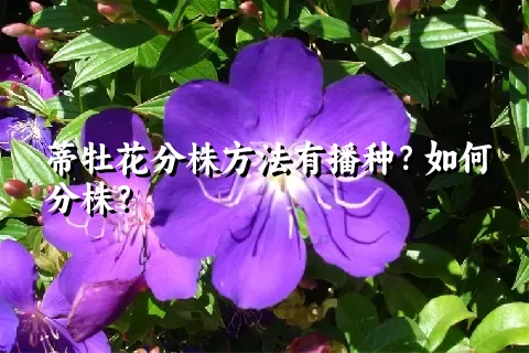 蒂牡花分株方法有播种？如何分株？