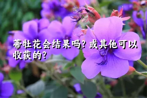 蒂牡花会结果吗？或其他可以收获的？