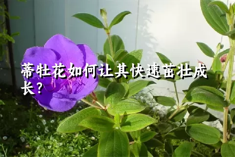 蒂牡花如何让其快速茁壮成长？