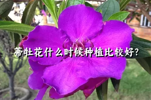 蒂牡花什么时候种植比较好？