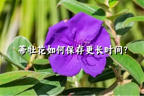 蒂牡花如何保存更长时间？