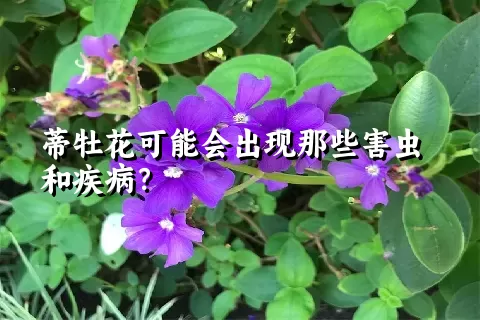 蒂牡花可能会出现那些害虫和疾病？