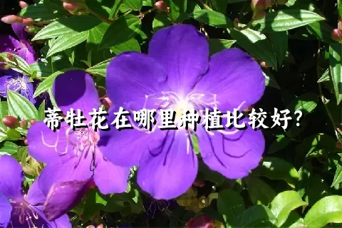 蒂牡花在哪里种植比较好？