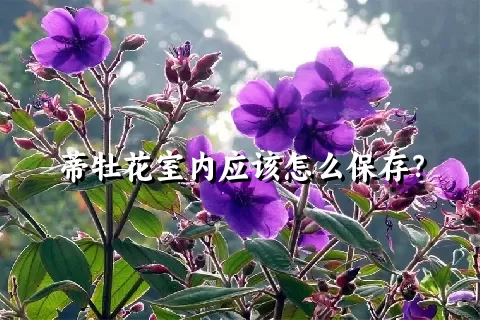 蒂牡花室内应该怎么保存？