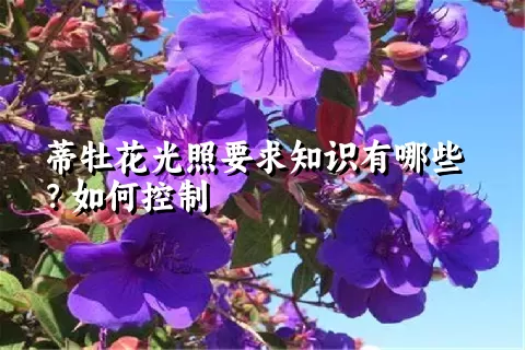 蒂牡花光照要求知识有哪些？如何控制