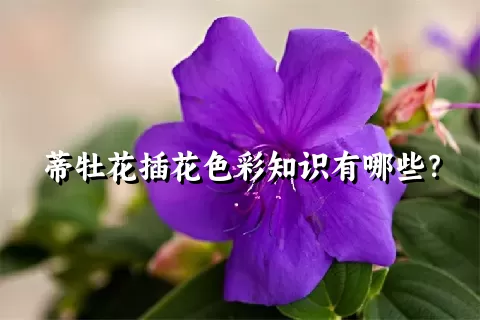 蒂牡花插花色彩知识有哪些？