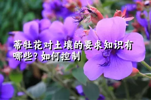 蒂牡花对土壤的要求知识有哪些？如何控制