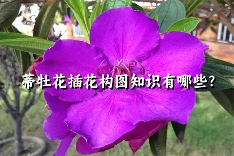 蒂牡花插花构图知识有哪些？