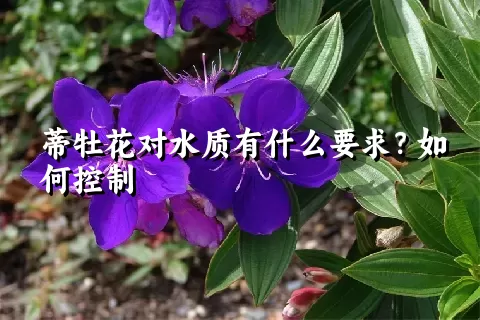 蒂牡花对水质有什么要求？如何控制