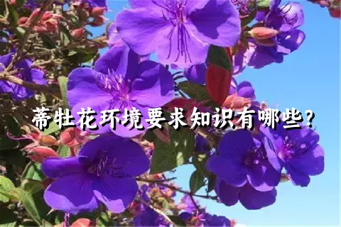 蒂牡花环境要求知识有哪些？