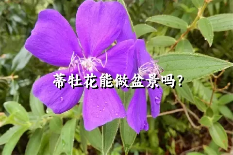 蒂牡花能做盆景吗？