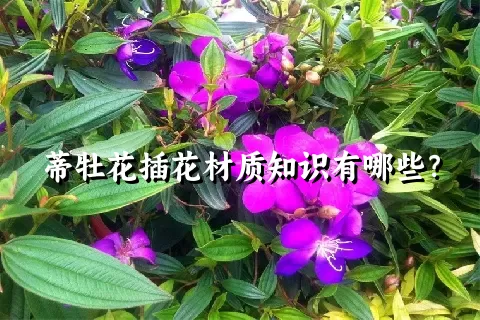 蒂牡花插花材质知识有哪些？