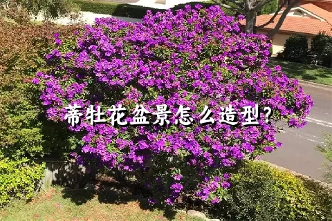 蒂牡花盆景怎么造型？