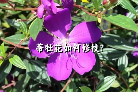 蒂牡花如何修枝？