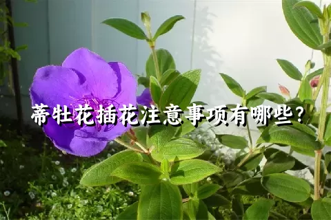 蒂牡花插花注意事项有哪些？