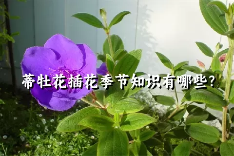 蒂牡花插花季节知识有哪些？