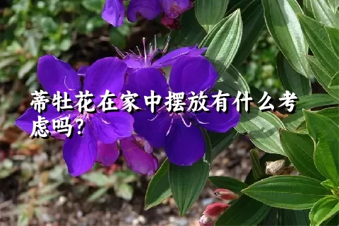 蒂牡花在家中摆放有什么考虑吗？