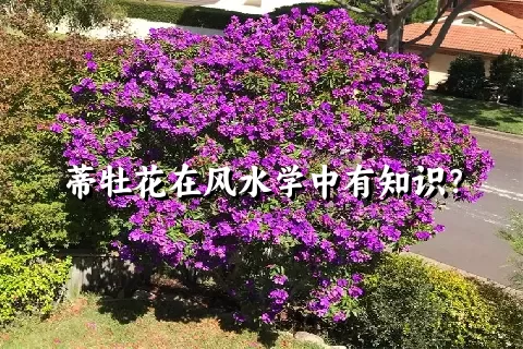 蒂牡花在风水学中有知识？