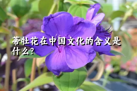 蒂牡花在中国文化的含义是什么？