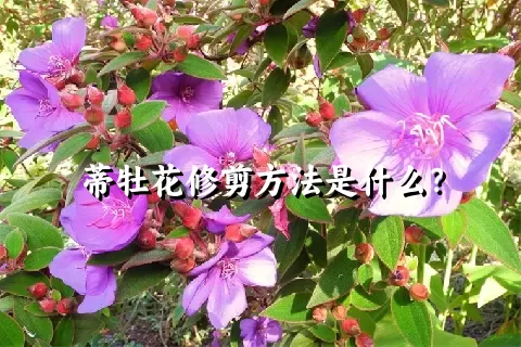 蒂牡花修剪方法是什么？