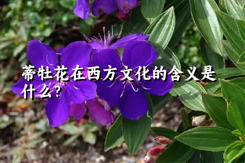 蒂牡花在西方文化的含义是什么？