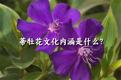 蒂牡花文化内涵是什么？