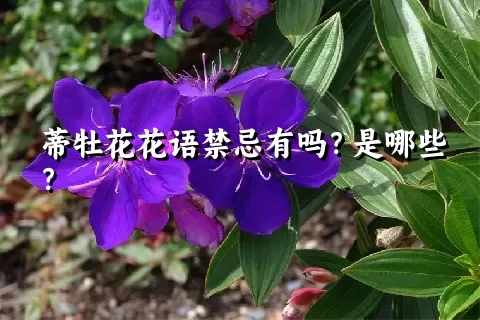 蒂牡花花语禁忌有吗？是哪些？