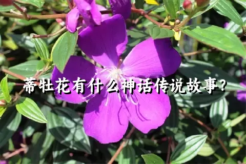 蒂牡花有什么神话传说故事？