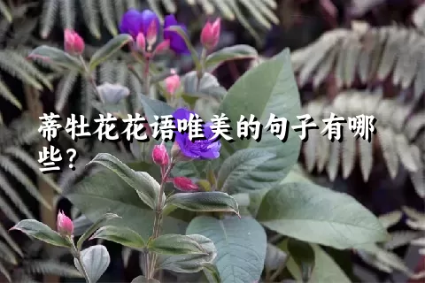 蒂牡花花语唯美的句子有哪些？