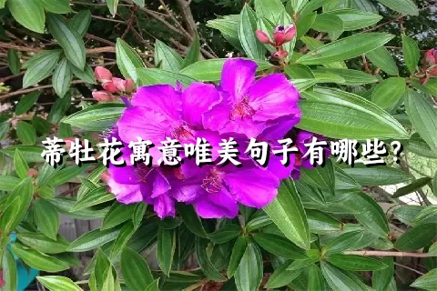 蒂牡花寓意唯美句子有哪些？