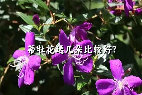 蒂牡花送几朵比较好？