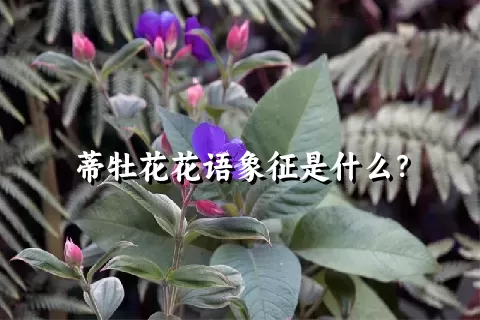 蒂牡花花语象征是什么？