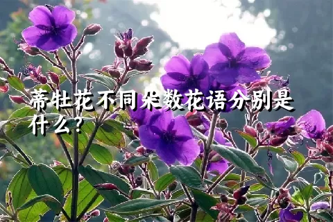 蒂牡花不同朵数花语分别是什么？