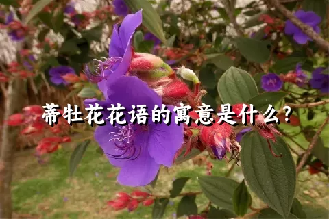 蒂牡花花语的寓意是什么？