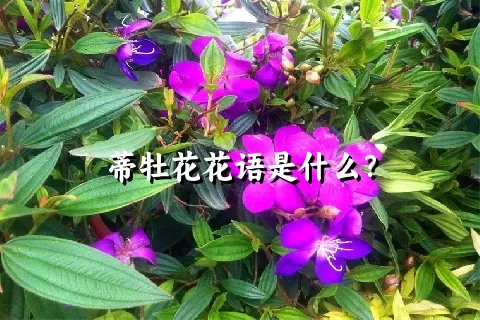 蒂牡花花语是什么？