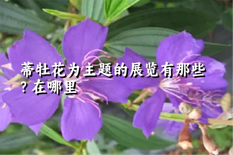 蒂牡花为主题的展览有那些？在哪里