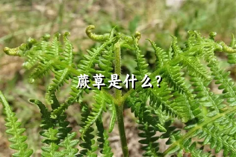 蕨草是什么？