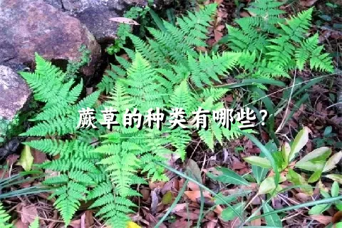 蕨草的种类有哪些？